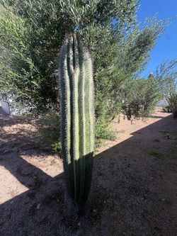 9ft Saguaro
