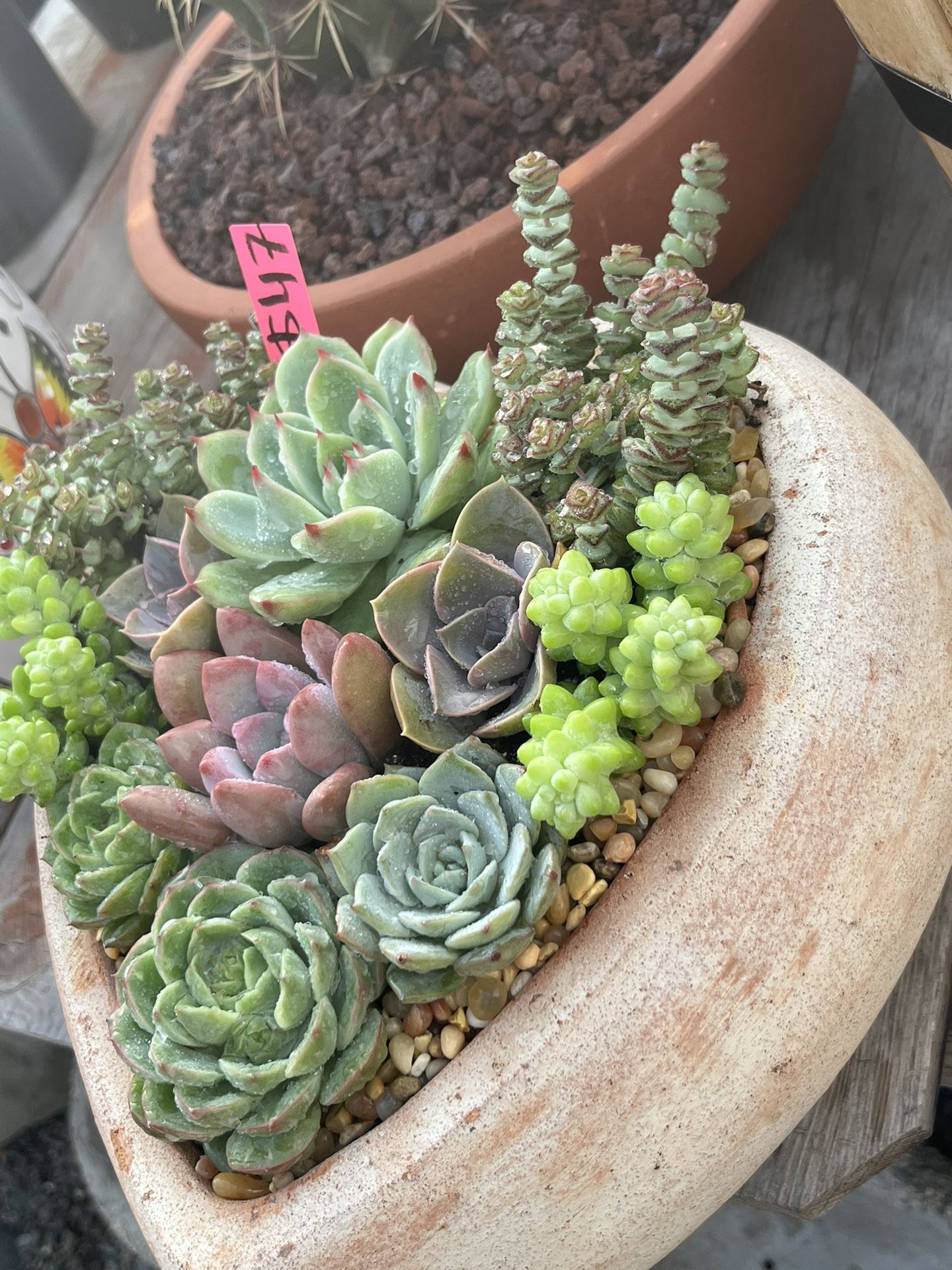 14” Heart With Succulent Plants $47