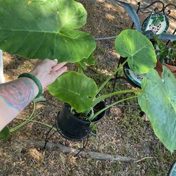 Elephant Leaf Plant