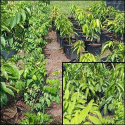 Grafted Mango Fruit Trees 3gl $35🥭🥭🥭