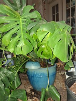 Large Monstera in Glazed Clay Pot