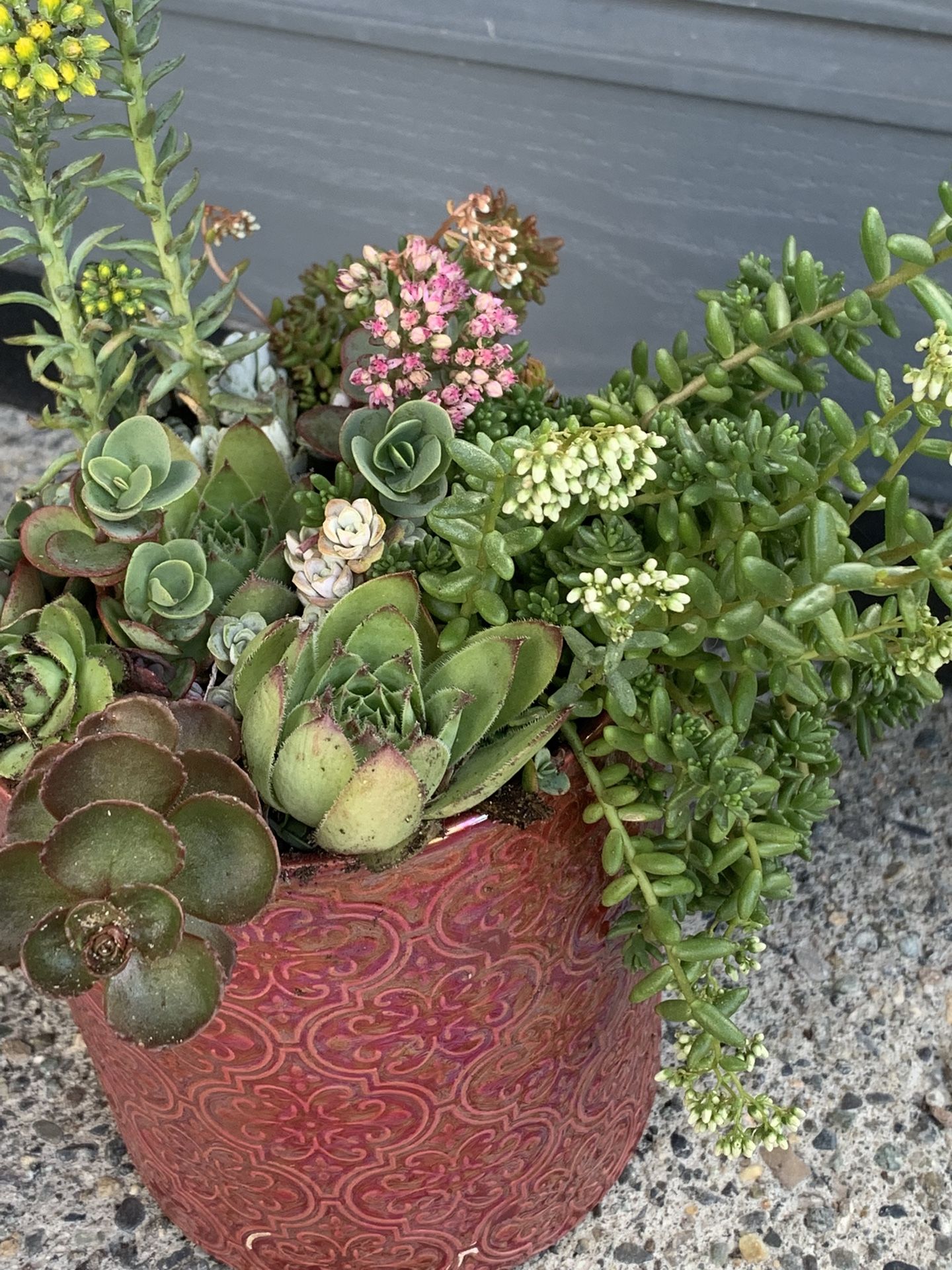 Live outdoor succulent arrangement in red ceramic pot