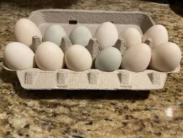 Duck Eggs