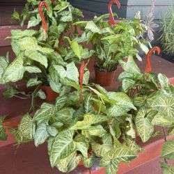 Arrowhead Plant aka White Butterfly Plant