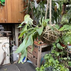 Staghorn Fern Kokedamas : 2 To Choose From
