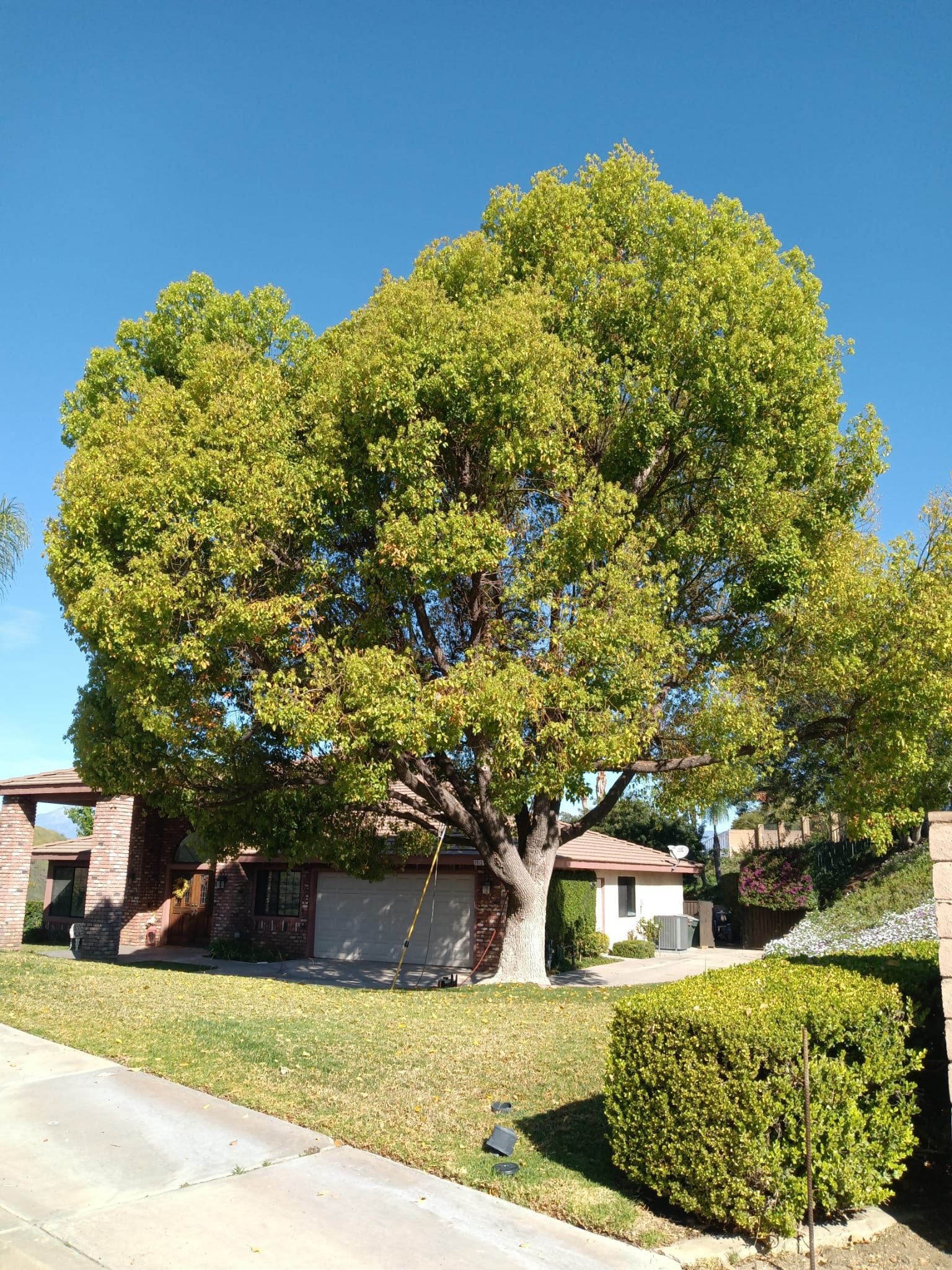 Tree Trimming and Remove