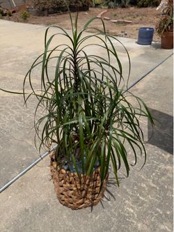 Palm plant