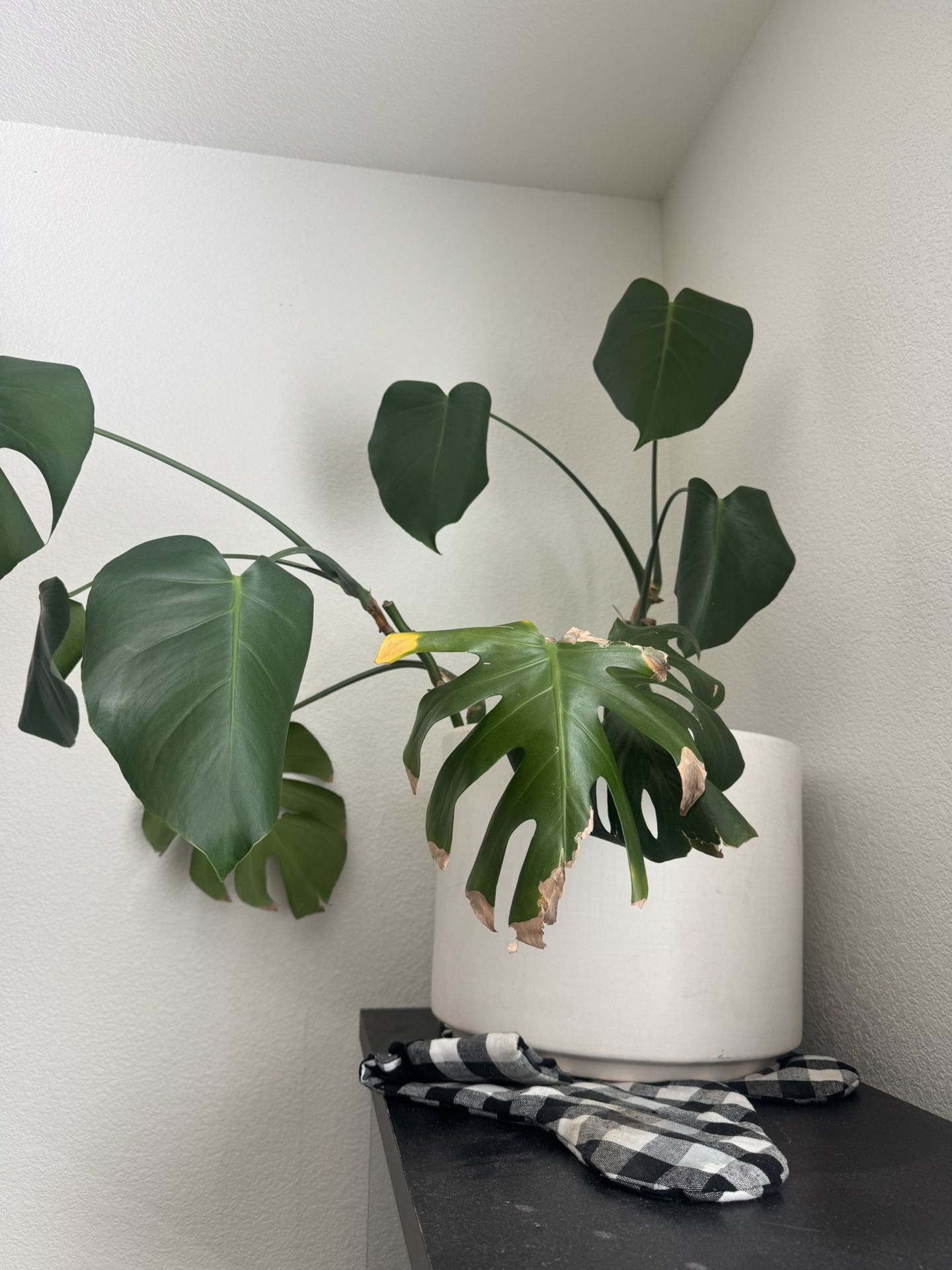 Monstera Plant