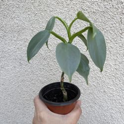 Beautiful Philodendron Silver Sword Plant 
