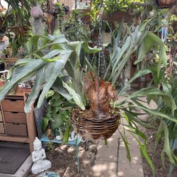 Huge Staghorn Fern In Hanging Basket for Sale in El Segundo, CA - OfferUp