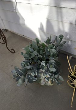 SUCCULENT
