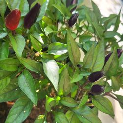 Rare Organic Acapulco Purple Pepper Seeds! 2025 SEASON EARLY RELEASE! 