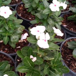 Variedad De Plantas 