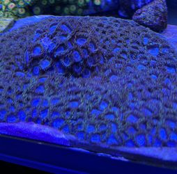 Fake Coral Tubbs Blue Zoas Colony