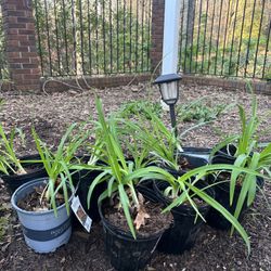 Daylily Plants $3 Each 