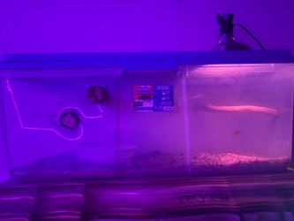 snake tank