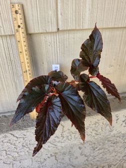Begonia Black Magic Plant