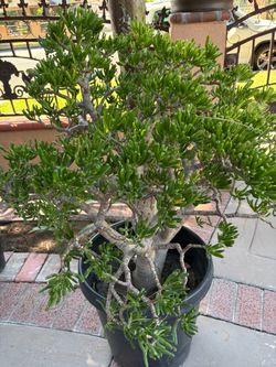 Succulents plant