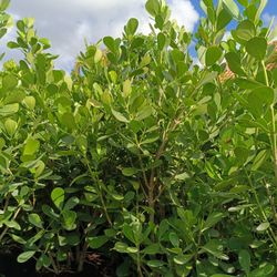 Beautiful Clusia 25gl 6.5ft $95🏡🏡🏡 Privacy Hedge Plants 