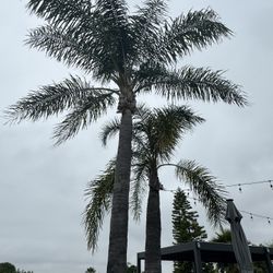 Palm Trees Trees Trim Remove And More