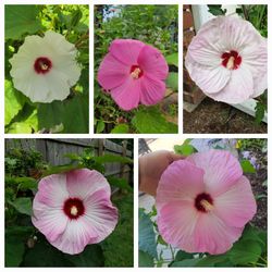 Plantas Perenniales