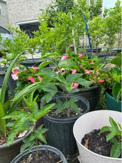 Passion Fruit Seedlings