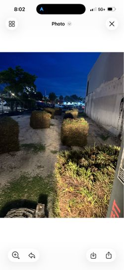 Bahia sod