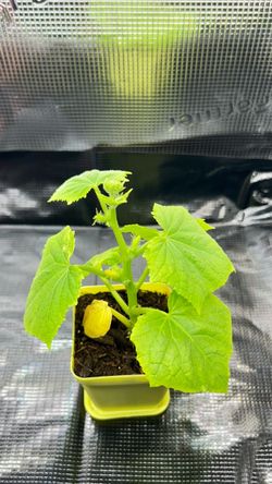 Organic Cucumber Seedling Plant