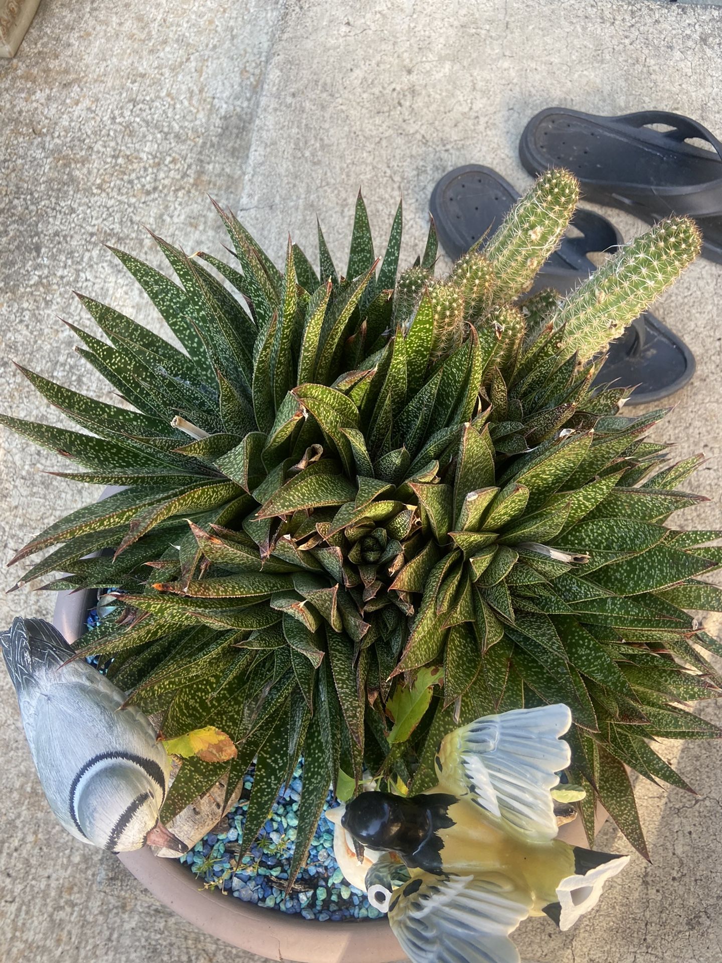 Succulent And Cactus Plant