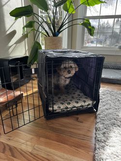 Dog Crate with Insert and Cover