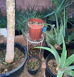 No End In Sight With Aloe Vera Plants