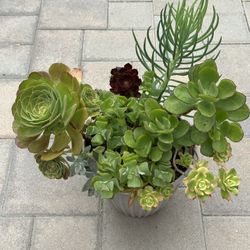 Assorted Succulent Plants 