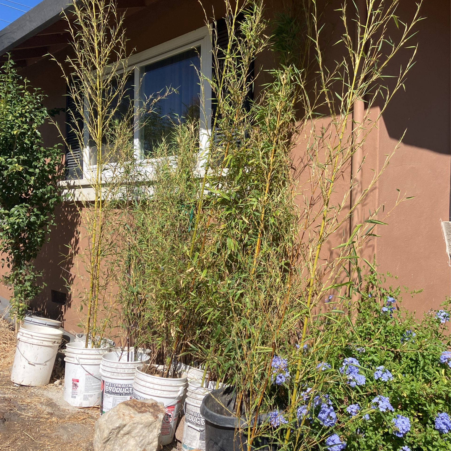 Bamboo Plants