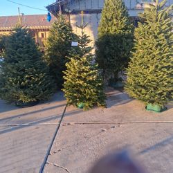 FRESH REAL CHRISTMAS TREES $60 - $85