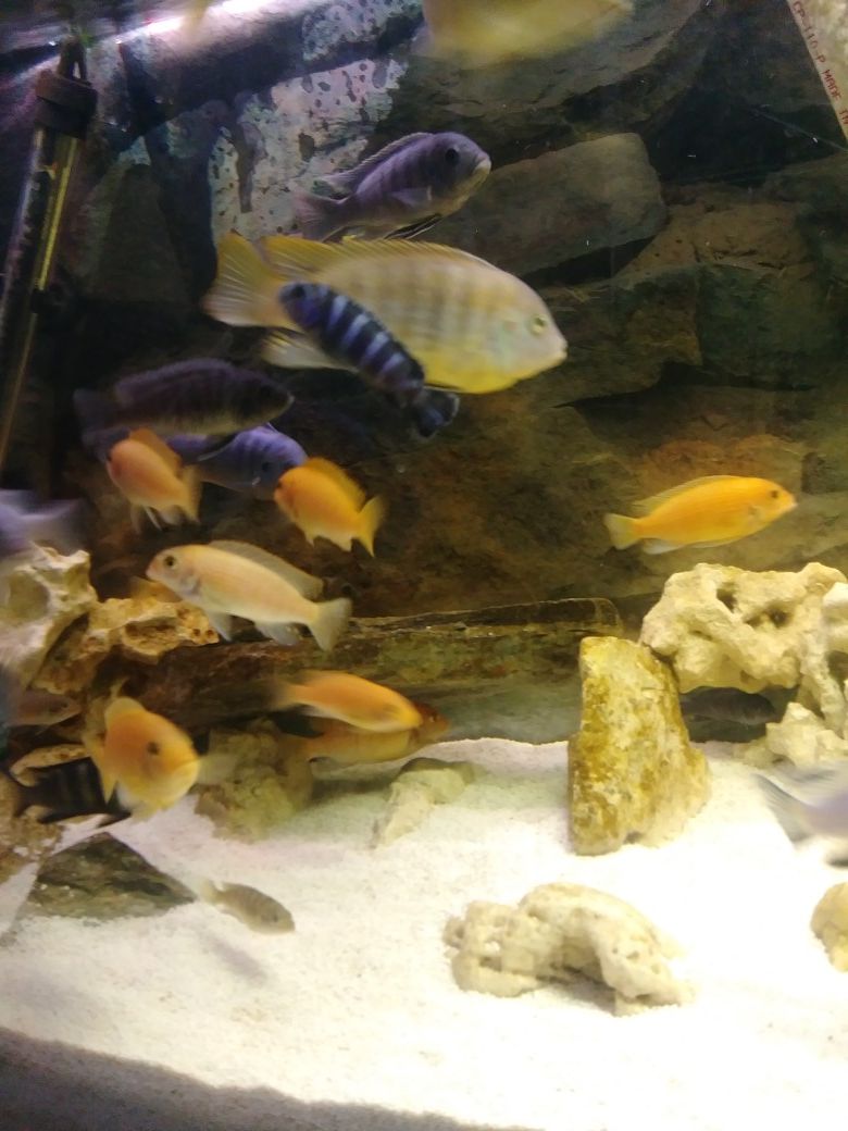 Peces. Ciclidos Africanos del lago Malawi en venta , juveniles baratos