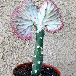 Pink Mermaid Tail Cactus 🌵 Plant $38