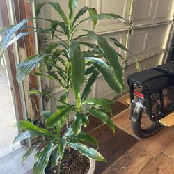 Dracaenas ( Corn Plants) In Self Watering Pots