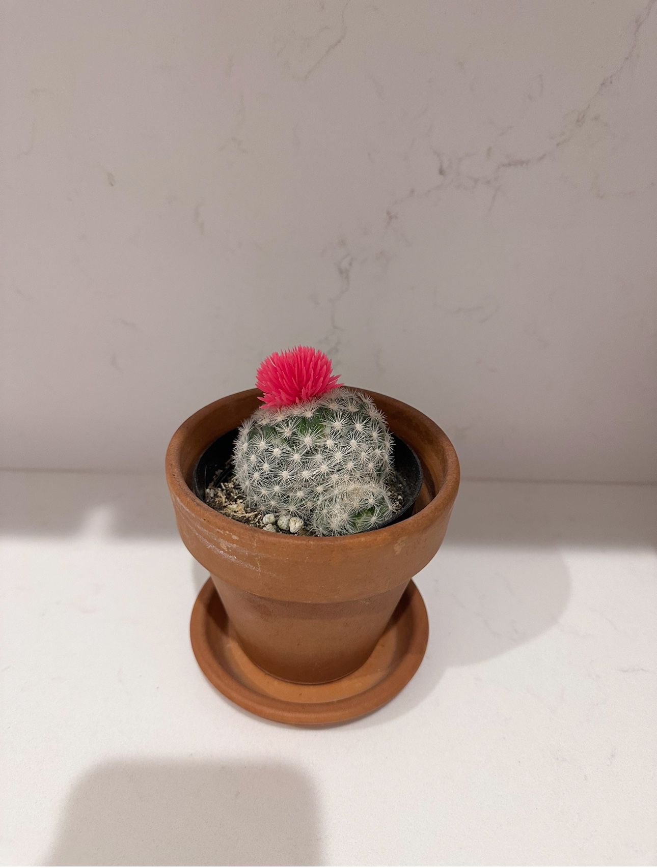 MOUNTAIN BALL CACTUS (PEDIOCACTUS) 🌵 in Terracotta Clay Pot w/ Saucer 🪴 Perf Mother’s Day Gift! 💝