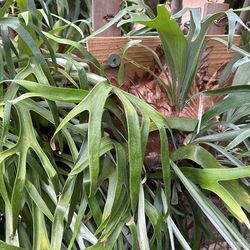 Stage Horn Plants 