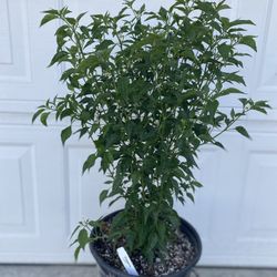 Chiltepin Peppers Plant, With Chilis Is In 5 Gallóns Pot Pick Up Only