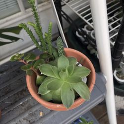4 different succulent Plants With Pots