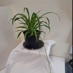 Healthy Spider Plant  In 6" Pot