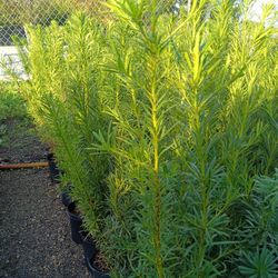 Podocarpus Plants 🏡🏡 3gl $8