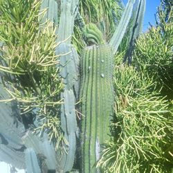 Fat Boy Cactus Plant