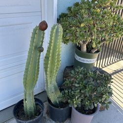 tengo Plantas De Catus 