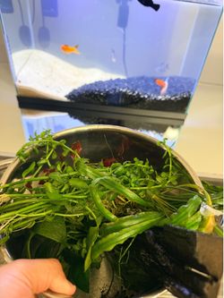 Assorted live aquarium plants
