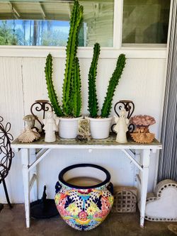 A pair of euphorbia in ceramic pots