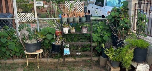 Large Plant Lot + Metal Plant Stand / Pots — Must Pick Up