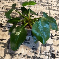  Live Plant 🌱 Philodendron White Princess 