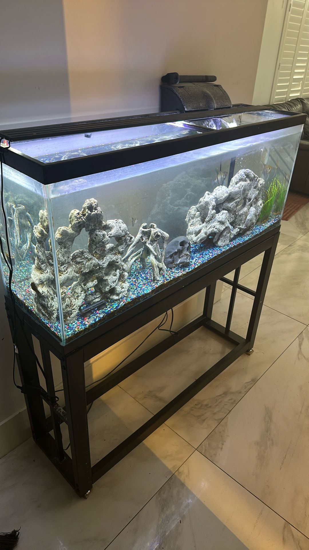 Fish Tank Ans Fish Comes With Everything